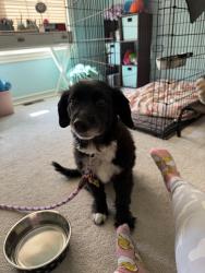 Lost Female Dog last seen Janesville and Danbury street Bel Aire, KS, Bel Aire, KS 67220