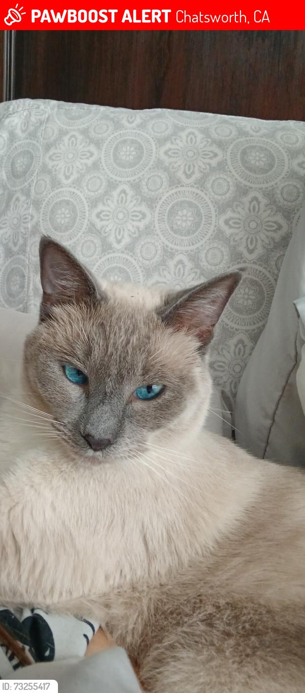 Lost Male Cat last seen Lake Manor Dr, Chatsworth, CA 91311