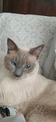 Lost Male Cat last seen Lake Manor Dr, Chatsworth, CA 91311