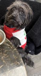 Reunited Male Dog last seen St. John street Allentown pa 18103, Allentown, PA 18103