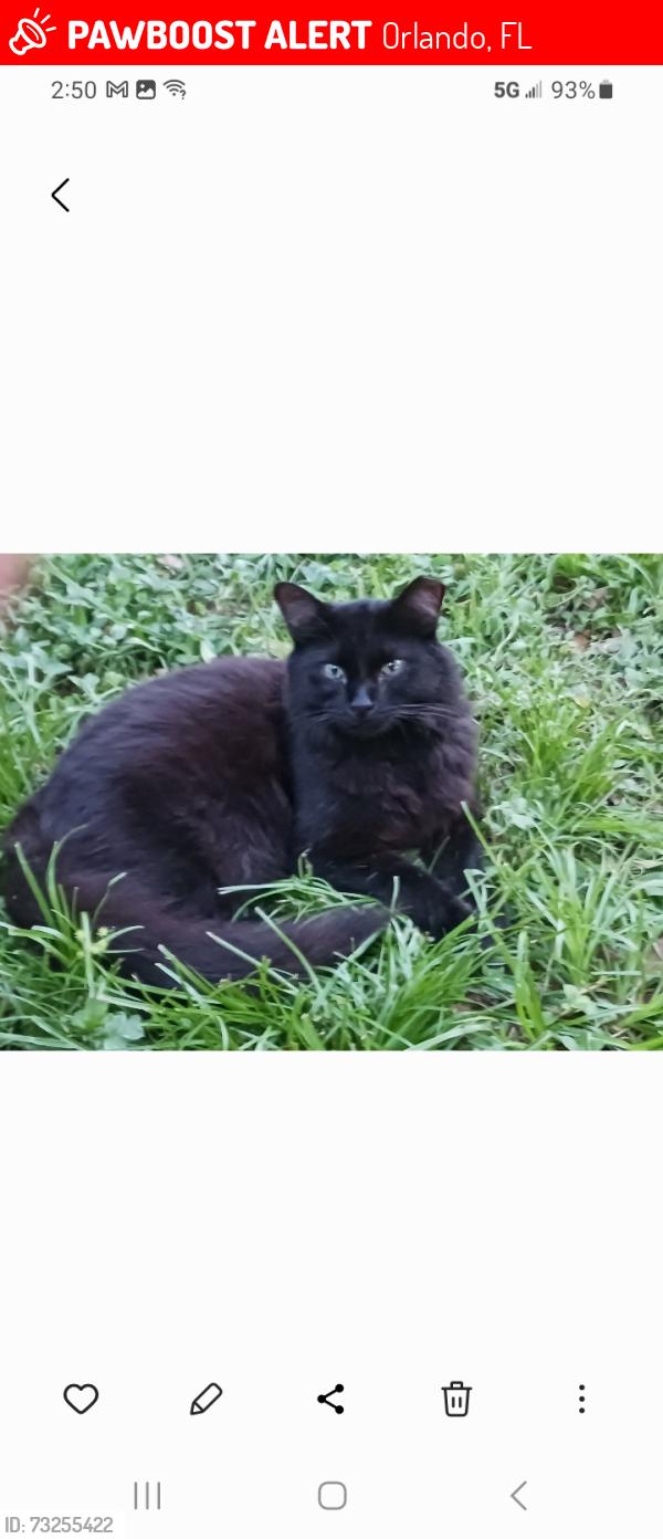 Lost Male Cat last seen Good Homes rd. and Balboa, Orlando, FL 32818