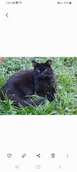Lost Male Cat last seen Good Homes rd. and Balboa, Orlando, FL 32818