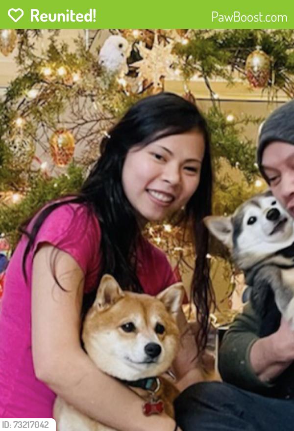 Reunited Female Dog last seen 248th st and 35th ave s, Kent, WA 98032