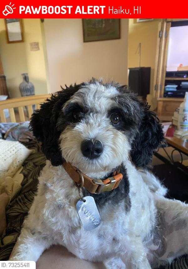 Lost Female Dog last seen Hikiau Road, Haiku, HI 96708