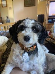 Lost Female Dog last seen Hikiau Road, Haiku, HI 96708