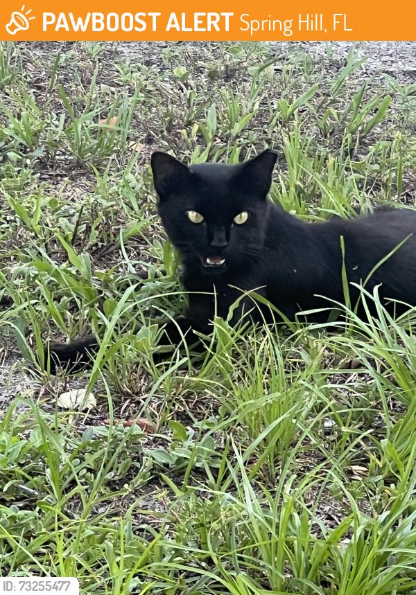 Found/Stray Male Cat last seen Everest St and New Hope, Spring Hill, FL 34606