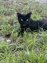 Found/Stray Male Cat last seen Everest St and New Hope, Spring Hill, FL 34606