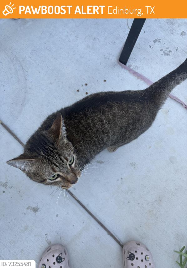 Found/Stray Male Cat last seen Sugar Mill ests, Edinburg, TX 78541