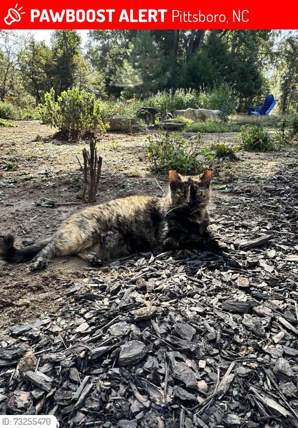Lost Female Cat last seen Near River Rd, Pittsboro (on S curve, near bridge), Pittsboro, NC 27312