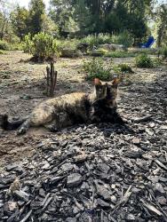 Lost Female Cat last seen Near River Rd, Pittsboro (on S curve, near bridge), Pittsboro, NC 27312