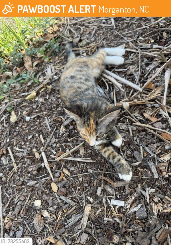 Found/Stray Unknown Cat last seen backyard 103 jefferson st, Morganton, NC 28655