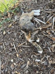 Found/Stray Unknown Cat last seen backyard 103 jefferson st, Morganton, NC 28655