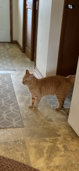Found/Stray Unknown Cat last seen 87th place and 33rd ave, Kenosha, wi, Kenosha, WI 53142