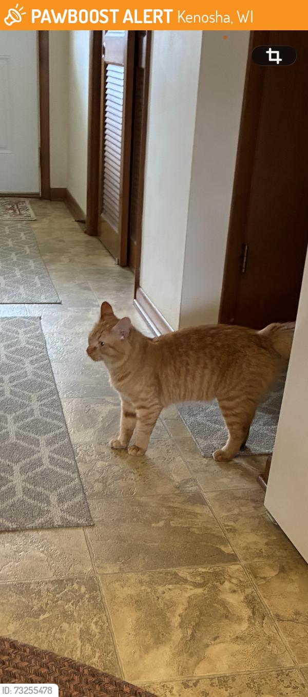 Found/Stray Unknown Cat last seen 87th place and 33rd ave, Kenosha, wi, Kenosha, WI 53142
