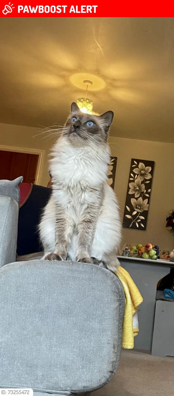 Lost Male Cat last seen Shipston on stour, Warwickshire, England CV36 4BY