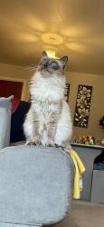 Lost Male Cat last seen Shipston on stour, Warwickshire, England CV36 4BY