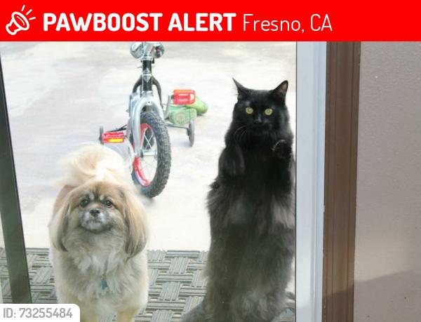 Lost Male Cat last seen Willow and Perrin, Fresno, CA 93720