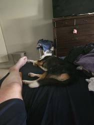 Reunited Female Dog last seen Near Edgewater Drive Orlando FL 32804, Orlando, FL 32804