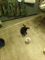 Reunited Male Cat last seen 54th and College, San Diego, CA 92115