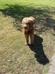 Found/Stray Unknown Dog last seen Inside Goose Creek golf course, Eastvale, CA 92880
