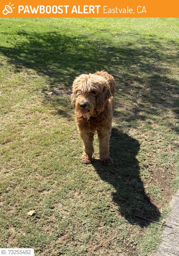 Found/Stray Unknown Dog last seen Inside Goose Creek golf course, Eastvale, CA 92880