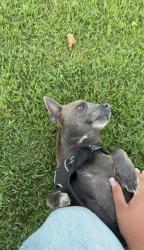 Lost Male Dog last seen E Home St & Long Beach Blvd, Long Beach, CA 90805