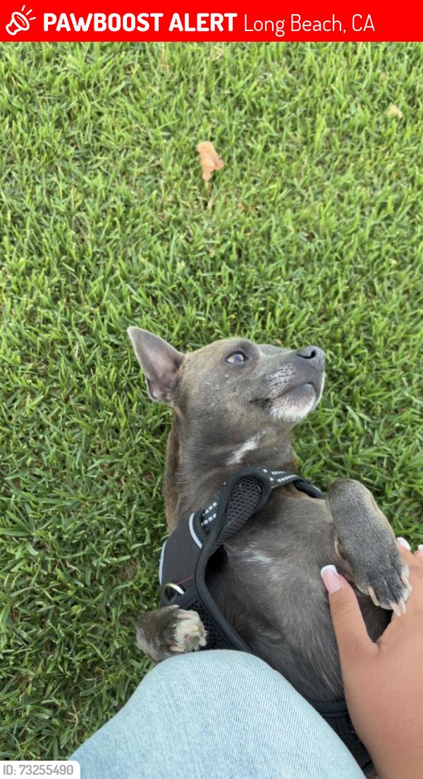 Lost Male Dog last seen E Home St & Long Beach Blvd, Long Beach, CA 90805