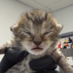 Shelter Stray Male Cat last seen Near Emerald, El Cajon, CA, 92020, 5500 Gaines St, San Diego, CA 92110, USA