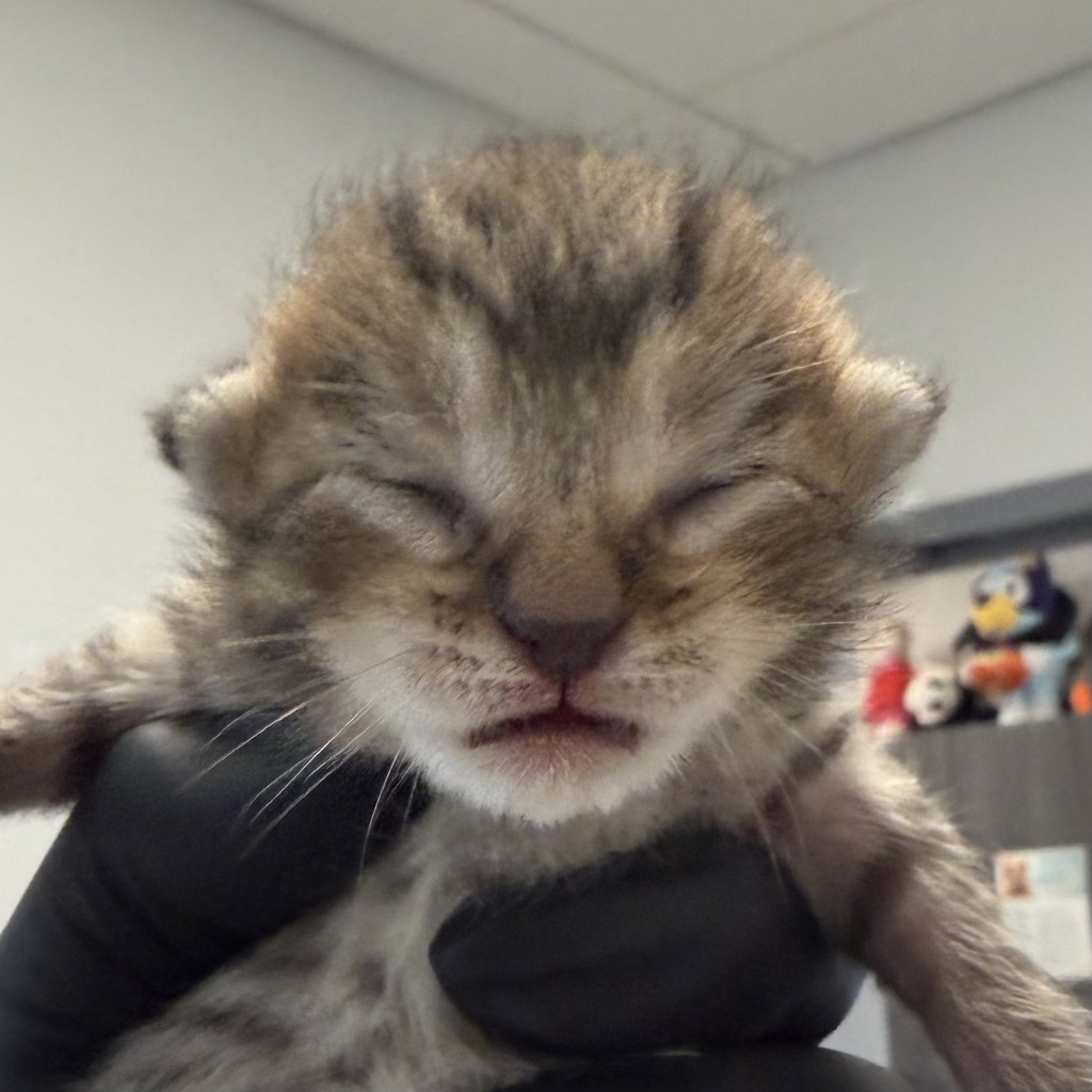 Shelter Stray Male Cat last seen Near Emerald, El Cajon, CA, 92020, 5500 Gaines St, San Diego, CA 92110, USA