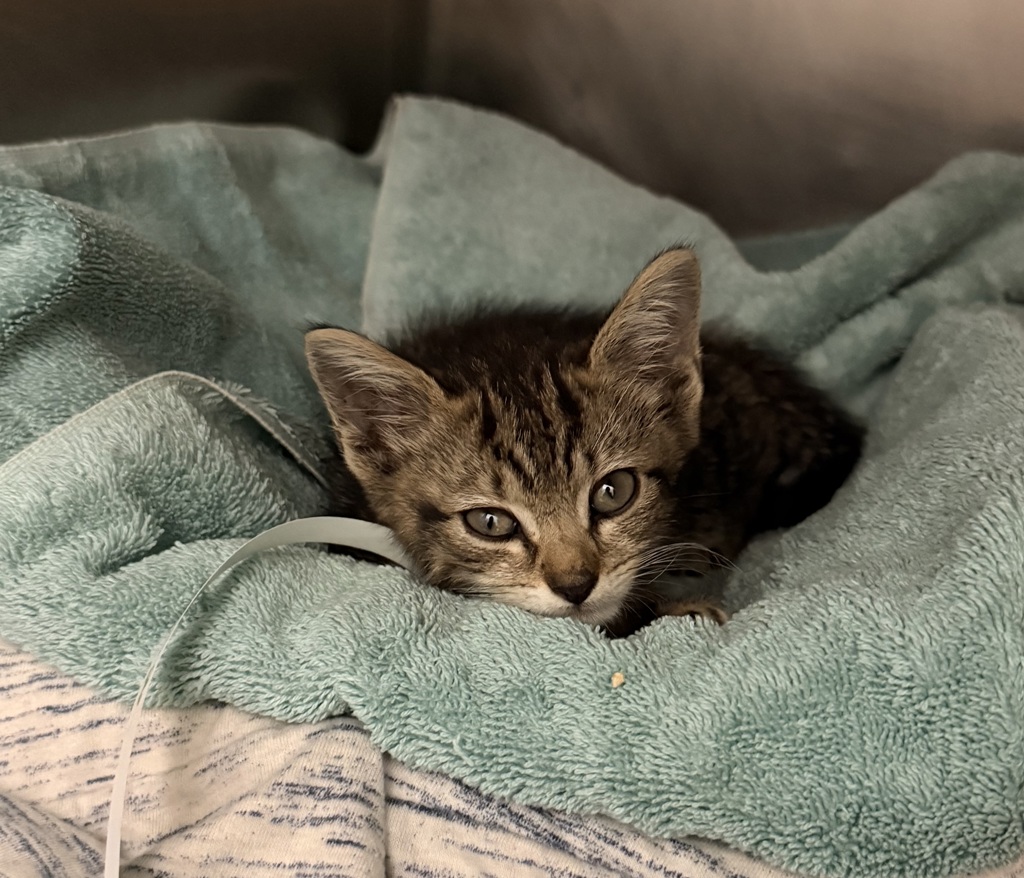Shelter Stray Male Cat last seen Near Fteley Avenue, BRONX, NY, 10473, 326 E 110th St, New York, NY 10029, USA