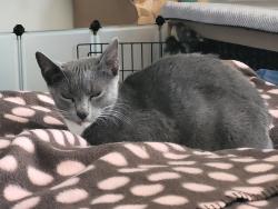Shelter Stray Female Cat last seen Near Tarbox Street, San Diego, CA, 92114, 5500 Gaines St, San Diego, CA 92110, USA