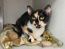 Shelter Stray Female Cat last seen Unknown, NEW YORK, NY, 10029, 326 E 110th St, New York, NY 10029, USA