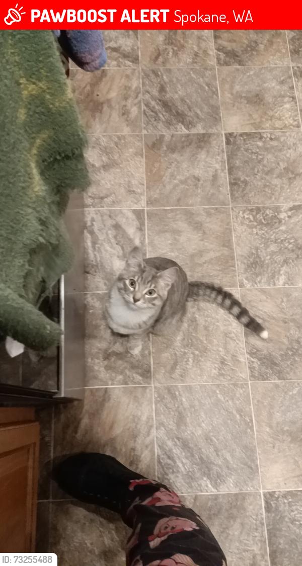 Lost Male Cat last seen North Gordon and East Helena, Spokane, WA 99207