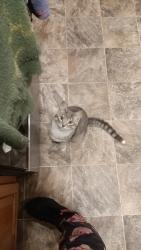 Lost Male Cat last seen North Gordon and East Helena, Spokane, WA 99207