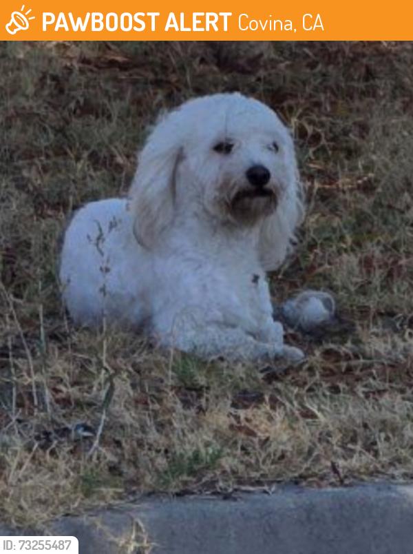 Found/Stray Unknown Dog last seen E Gragmont St & N Clydebank Ave,, Covina, CA 91723
