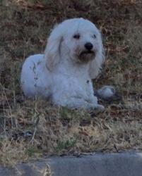 Found/Stray Unknown Dog last seen E Gragmont St & N Clydebank Ave,, Covina, CA 91723