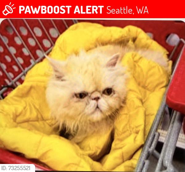 Lost Female Cat last seen Wachington husky football stadium, Seattle, WA 98105