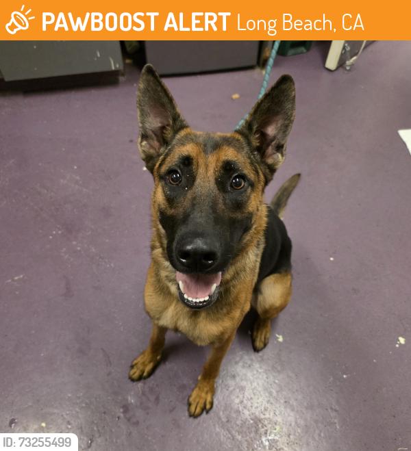 Found/Stray Female Dog last seen Near Atlantic Ave, Long Beach, CA 90805, Long Beach, CA 90805
