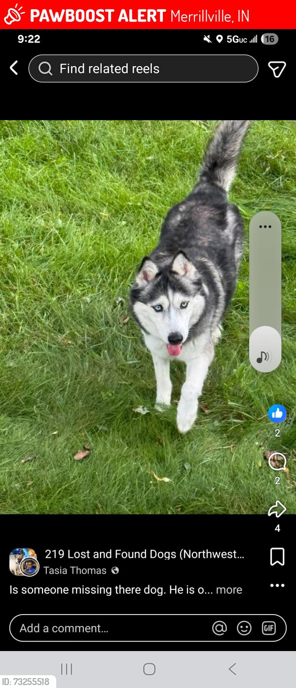 Lost Female Dog last seen 48th and Pennsylvania, Merrillville, IN 46410