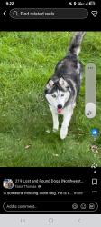 Lost Female Dog last seen 48th and Pennsylvania, Merrillville, IN 46410