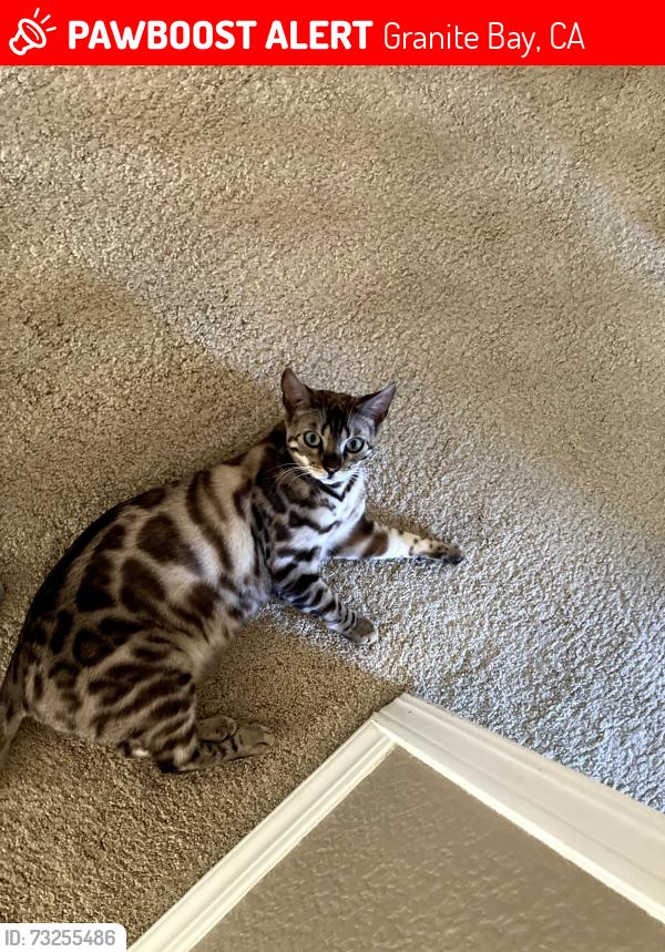 Lost Female Cat last seen Folsom Lake ests, Oak Leaf Way, Granite Bay, CA 95746
