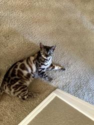 Lost Female Cat last seen Folsom Lake ests, Oak Leaf Way, Granite Bay, CA 95746
