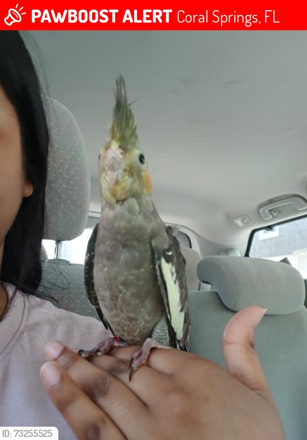 Lost Female Bird last seen Near Woodside Dr, Coral Springs, FL 33065