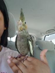 Lost Female Bird last seen Near Woodside Dr, Coral Springs, FL 33065