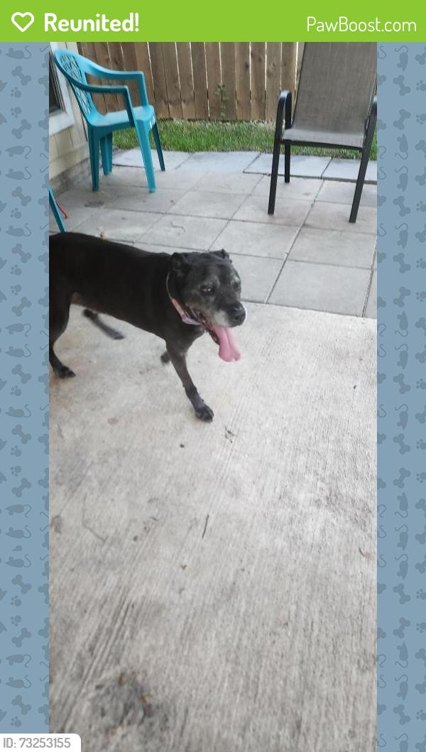 Reunited Female Dog last seen Franz and Mason by Williamsburg Colony, Harris County, TX 77449