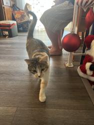 Lost Female Cat last seen Nicholas and Jon Street, Colorado Springs, CO 80907