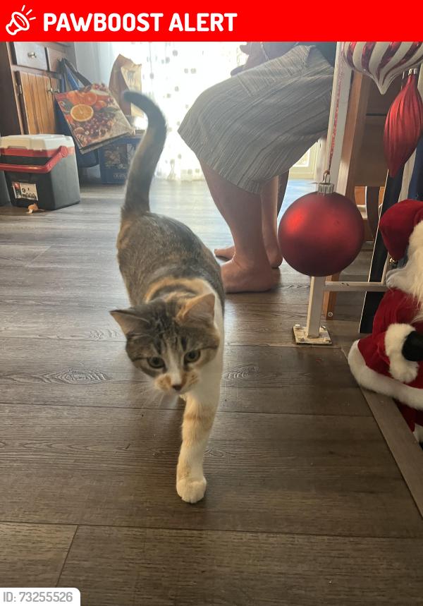 Lost Female Cat last seen Nicholas and Jon Street, Colorado Springs, CO 80907