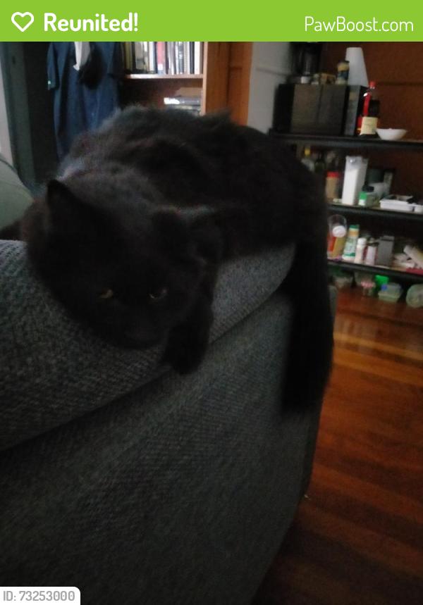 Reunited Male Cat last seen Keperra train station, Keperra, QLD 4054