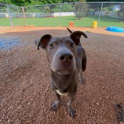 Shelter Stray Male Dog last seen , 328 Furman Hall Rd, Greenville, SC 29609, USA