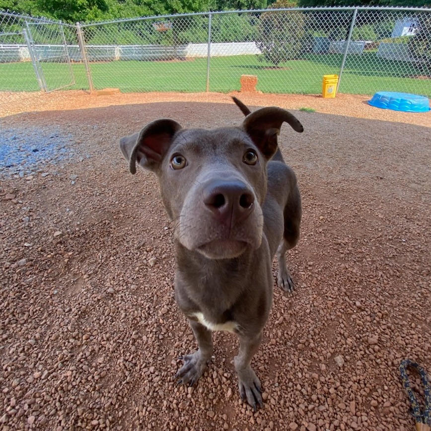Shelter Stray Male Dog last seen , 328 Furman Hall Rd, Greenville, SC 29609, USA